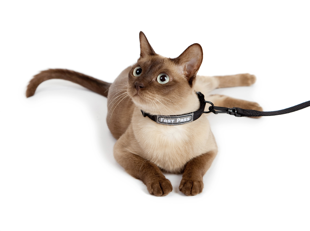 Cat Leash \u0026 Collar