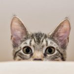 cat, mackerel, lying